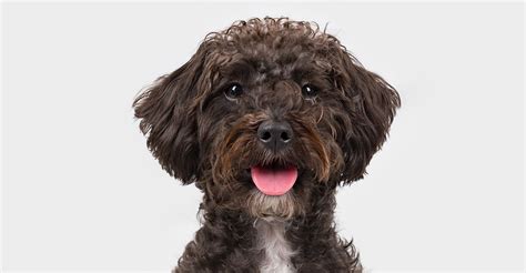 Schnoodle Dog A Complete Guide To The Schnauzer Poodle Mix Breed