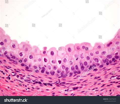 Transitional Epithelium Images Stock Photos And Vectors Shutterstock