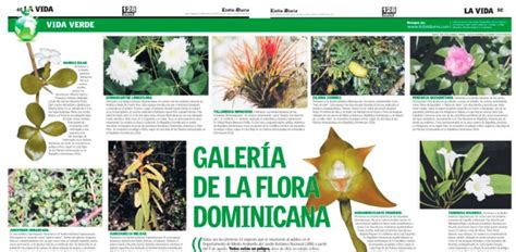 Galería De La Flora Dominicana Listín Diario
