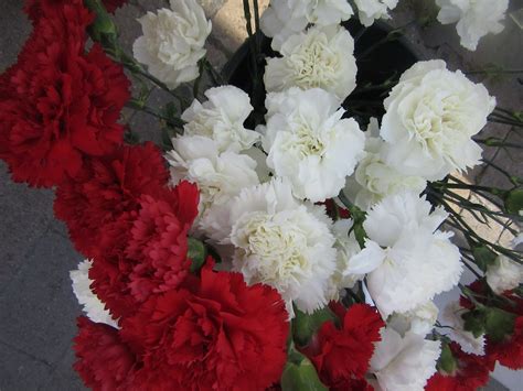 Red roses represent love and white flowers symbolise purity and innocence. Red and white flowers | Plant-Lore