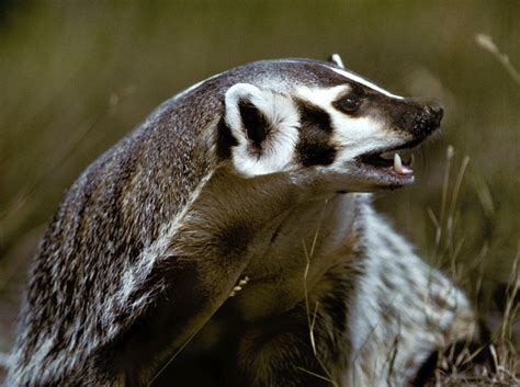 American Badger Unusual Animals North American Wildlife Badger