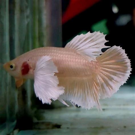 Salah dalam memilih aquarium untuk ikan cupang akan berakibat fatal, bahkan yang paling parah menyebabkan ikan cupang mati. Lukisan Ikan Laga Dalam Akuarium | Cikimm.com