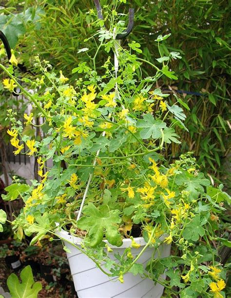 24 Best Vines For Containers Climbing Flowers Shade Plants Plants