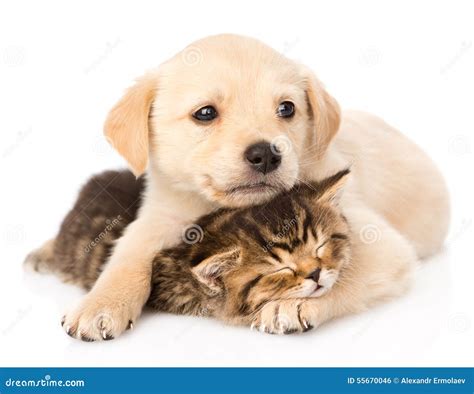 Golden Retriever Puppy Dog Hugging Sleeping British Cat Isolated Stock