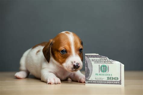 How Much Does A Dog Cost A Financial Guide To Owning A Dog