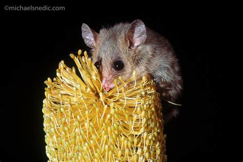 Eastern Pygmy Possum In Banksia Wildnature Photo Expeditions