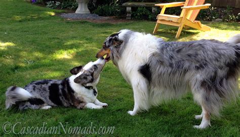 All our puppies come from audited show breeders. It Begins With A Lick: Blue Merle Corgi & Collie At Play ...