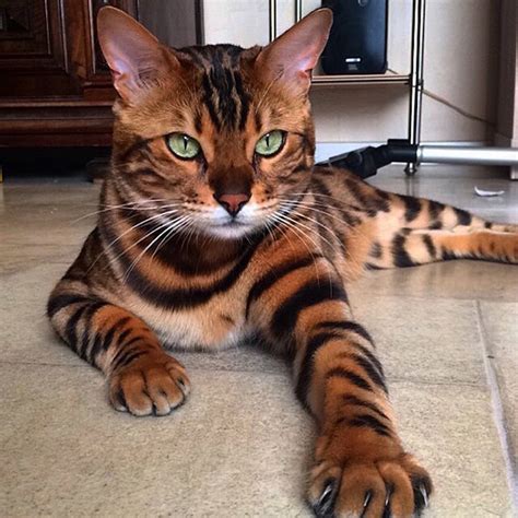 Bengal Cat Cat That Looks Like A Tiger Best Cat Wallpaper