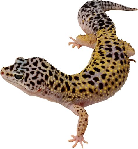 Albums 94 Background Images Yellow Spotted Lizard Pictures Excellent