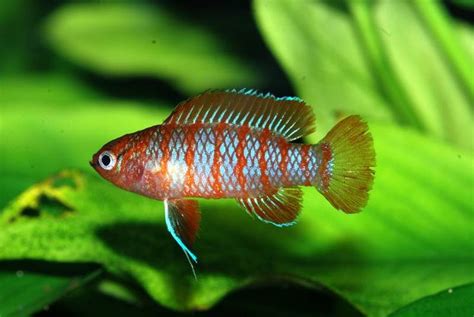 Scarlet Badis Freshwater Fish Aquarium Fish Fish