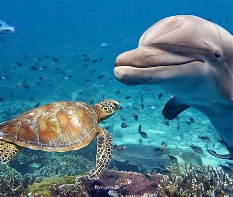 Me And All My Turtle Friends Get Along With The Dolphins Turtle