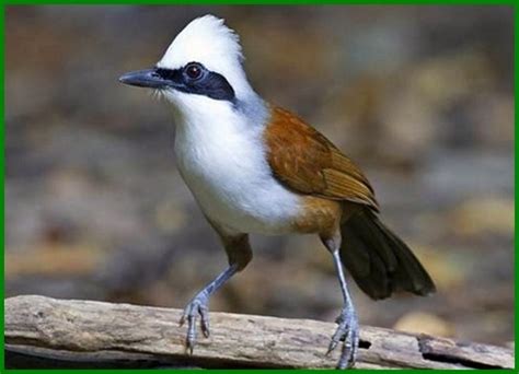 8 Jenis Burung yang Dilindungi Beserta Gambarnya – Daftarhewan.com