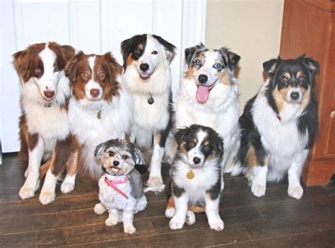 Discover Fascinating Facts About Australian Shepherds 2023