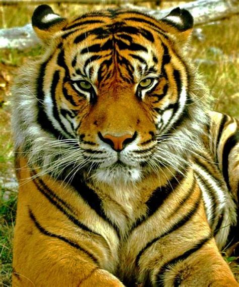 8:17 am by rifan muazinno comments. Gambar Harimau Sumatra | Gambar Pemandangan
