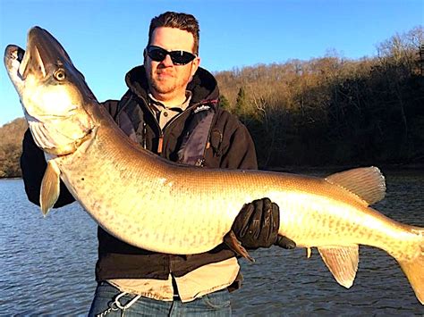 State Record Muskellunge Caught In Tennessee Game And Fish