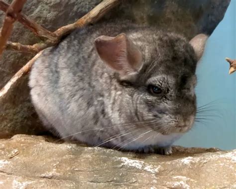 Short Tailed Chinchilla Facts Diet Habitat And Pictures On Animaliabio