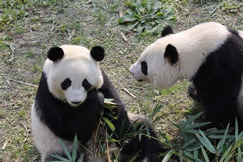 Panda Twins Live The High Life Back Home Cn