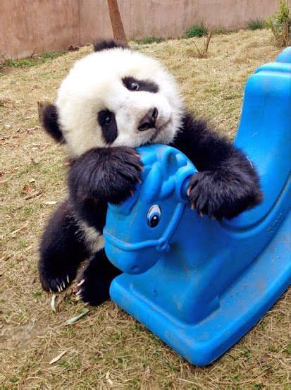 6 Fun Facts Of Giant Pandas 1 They Are Good Climbers 2 They Eat Up