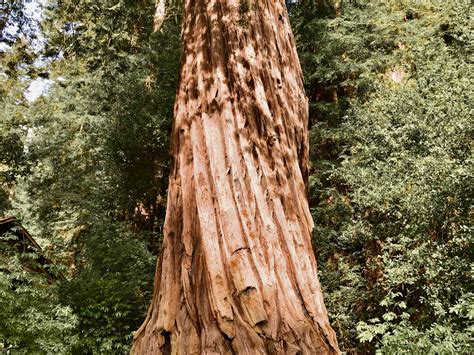 Coast Redwoods › Santa Cruz Mountains