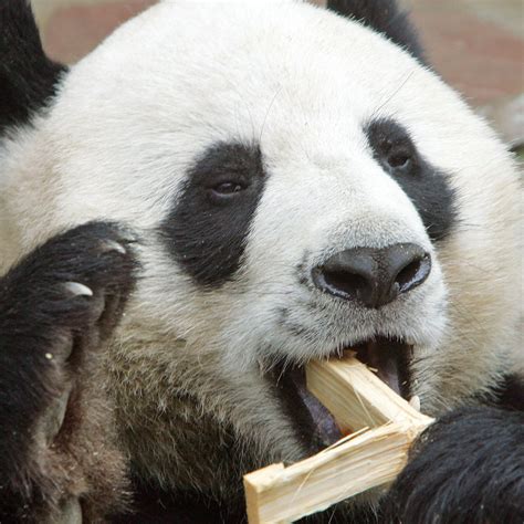 Incredible Compilation of Over 999 Panda Images – High-Quality Panda