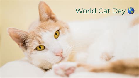 International Cat Day World Cat Day Is A Great Opportunity To