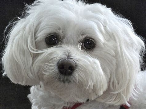 Maltipoo Characteristics Appearance And Pictures