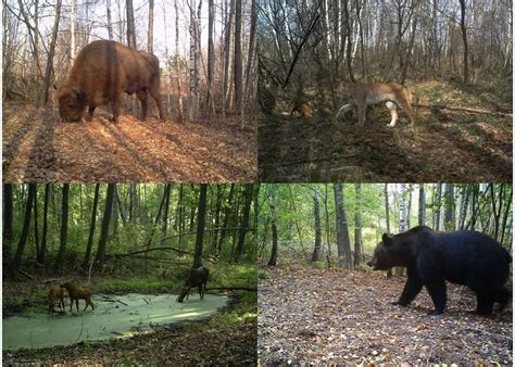 33 Years After Nuclear Accident Chernobyl Becomes Refuge For Wildlife