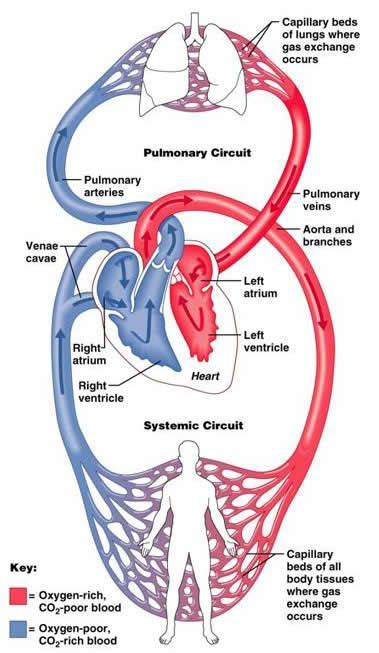 The Cardiovascular System The Heart Medical Anatomy Human Anatomy