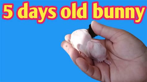 5 Days Old Bunnies Baby Rabbits Rabbit Growth Youtube