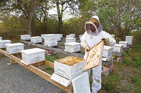 Bee Thankful For Local Beekeepers Yesterdays Island Todays Nantucket