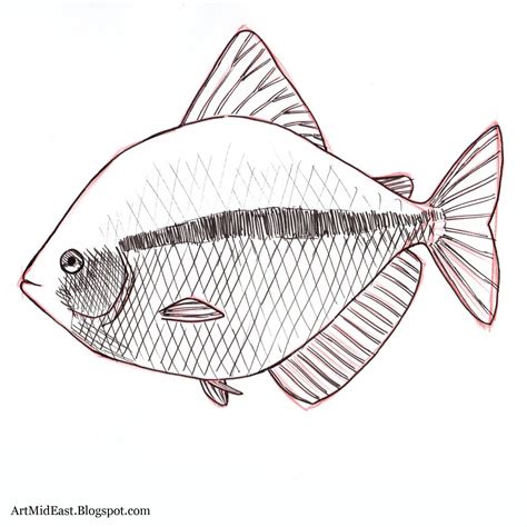 How To Draw A Fish Step By Step Drawing Lessons