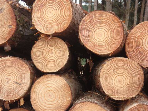 Buy Radiata Pine Wood From Ambika Wood Industries Tiruvannamalai