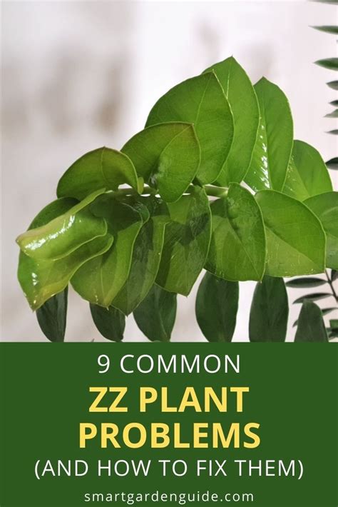 9 Zz Plant Problems And How To Fix Them Smart Garden Guide In 2021