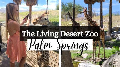 Everything At The Living Desert Zoo And Gardens Palm Springs Youtube