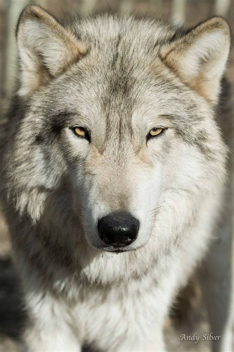 Silver Grey Wolf Face Wolf Pictures Wolf Dog Wolf Spirit
