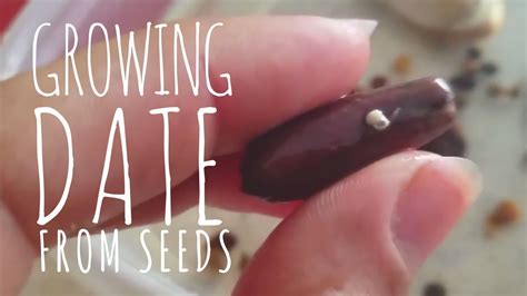 How To Grow Date Palm From Seed In Water The Laziest Way To Germinate