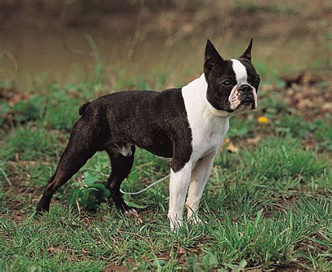 Boston Terrier - TerrierPlanet.com