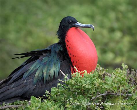 Great Frigatebird In The Galapagos Islands Shetzers Photography