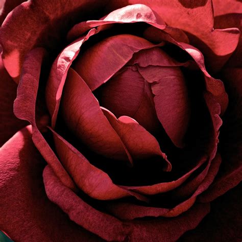 Beautiful Dark Red Rose Macro Ipad Air Wallpapers Free Download