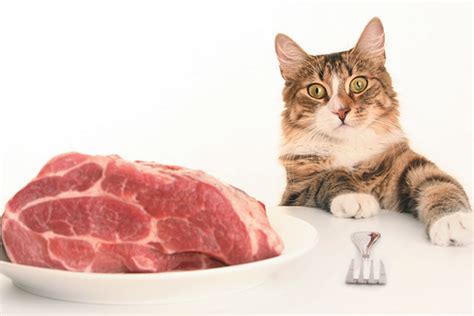 What Kind Of Raw Meat Can A Cat Eat Petschoolclassroom