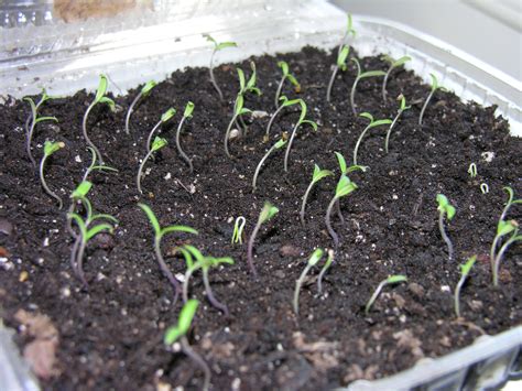 Chadwick Cherry Tomato Seedlings Still Sprouting