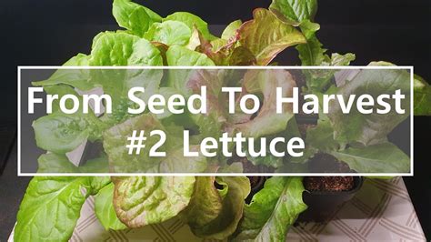 How To Grow Lettuce From Seed To Harvest For 20 Days Time Lapse｜from
