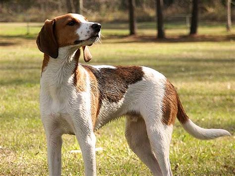 The Best Hunting Dog Breeds Pawversity