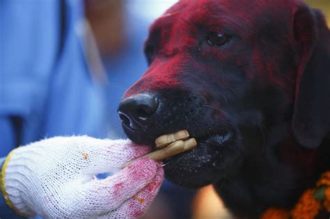 Kukur Tihar Festival In Nepal A Nepalese Festival That Honours Dogs