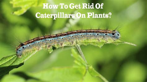 How To Get Rid Of Caterpillars On Plants Youtube