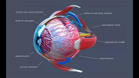How Does The Human Eye Work Eye Anatomy Anatomy Eyes
