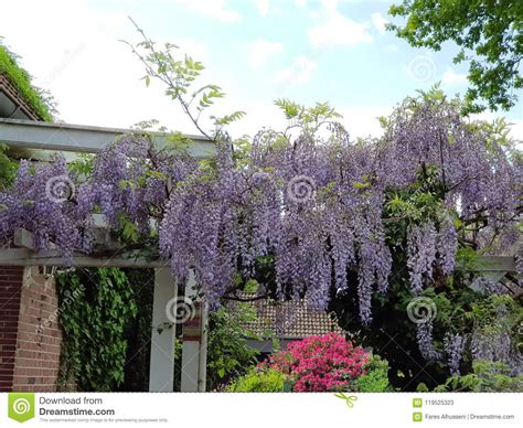 Beautiful Hanging Purple Flower In A German Garden Europe