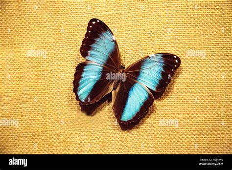 Pinned Blue Morpho Butterfly Morpho Peleides On A Fabric Board Stock