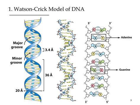 PPT Nucleic Acid Structure And Stability PowerPoint Presentation