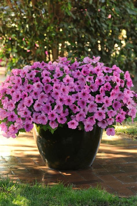 We recommend this kind, with holes on the sides, in whatever gallon size fits your space. Planting Pride with America in Bloom: Best Petunias for ...